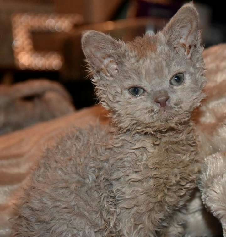 a kitten sitting on top of a bed next to a teddy bear