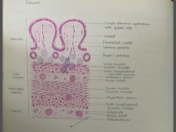 Ileum (small intestine) | Plexus products, Medical school studying ...