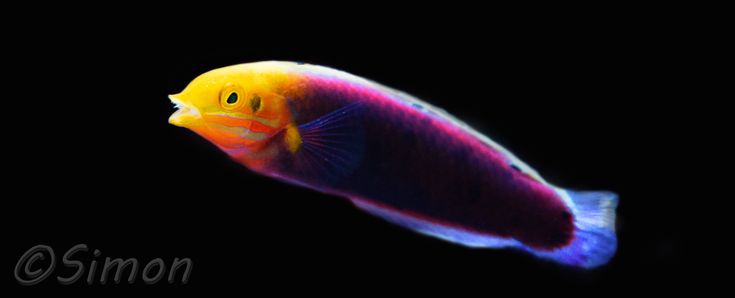 a colorful fish is swimming in the water