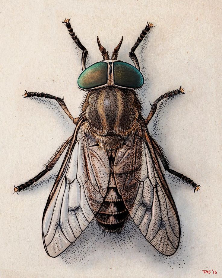 a drawing of a fly with glasses on it's head