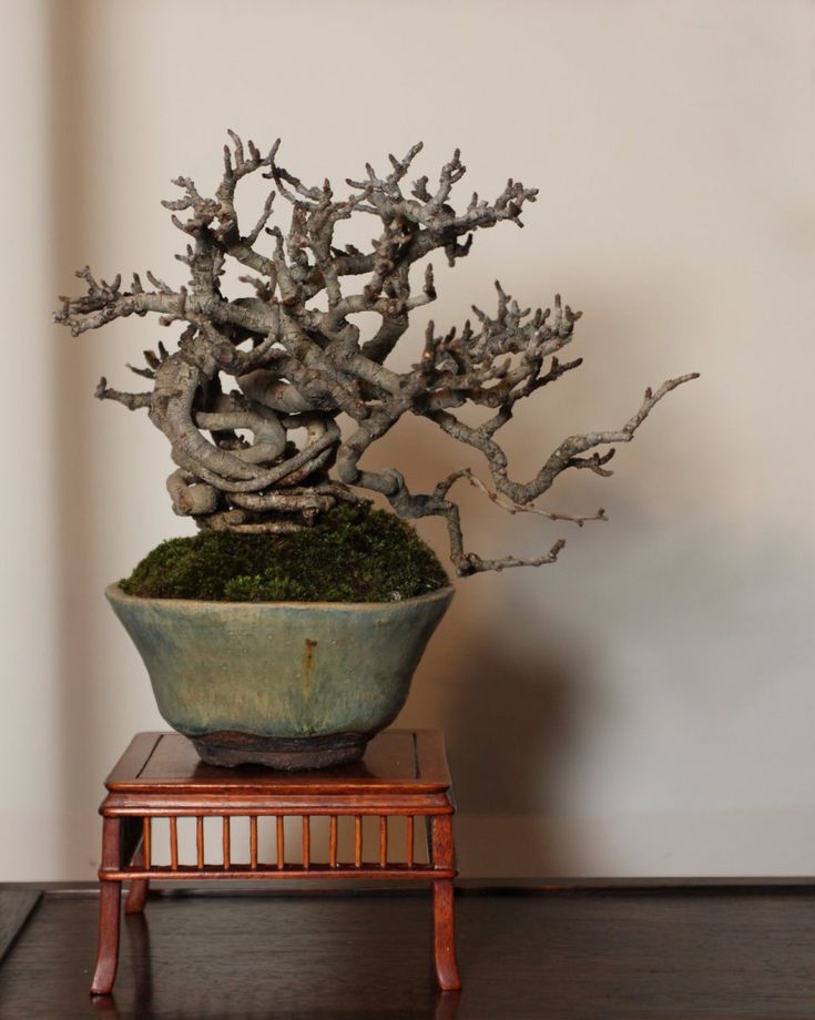 a bonsai tree sitting on top of a wooden stand