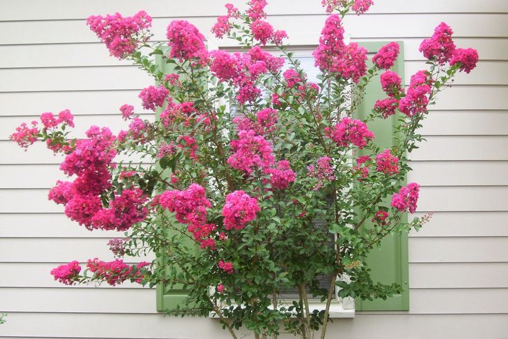 pink flowers are growing in a vase on the side of a white house with green shutters