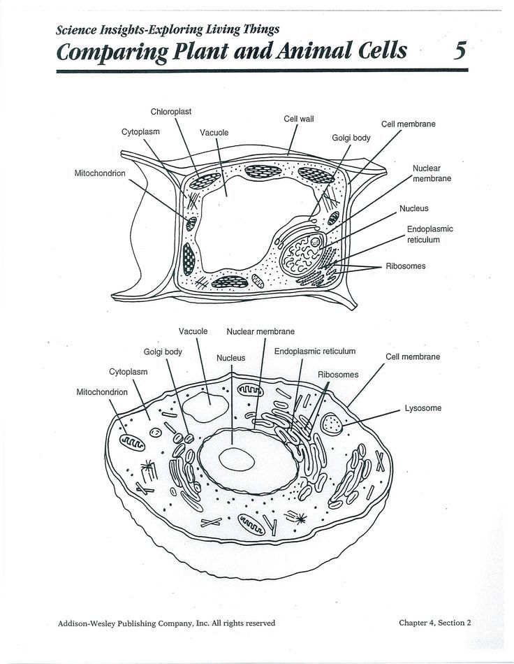 5th Grade Plant Cell Diagram Inspirational 9 Best Cell Science 5th ...