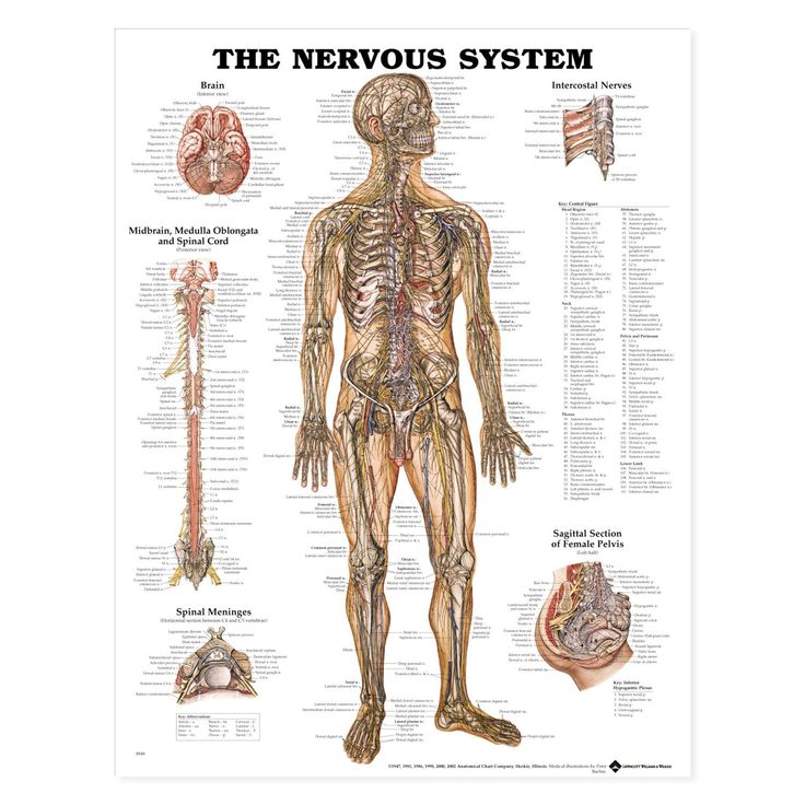 Nervous System Poster | Nervous system anatomy, Nerve anatomy, Nervous ...