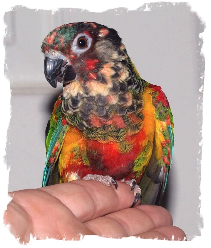 a colorful bird sitting on top of a persons hand