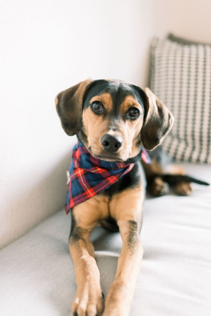 a brown and black dog sitting on top of a bed next to a white wall