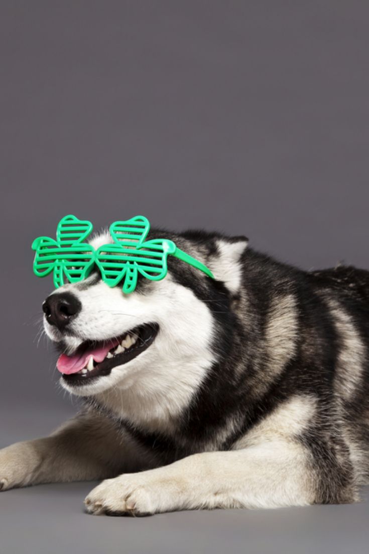 a husky dog with green glasses on its head and tongue hanging out to the side