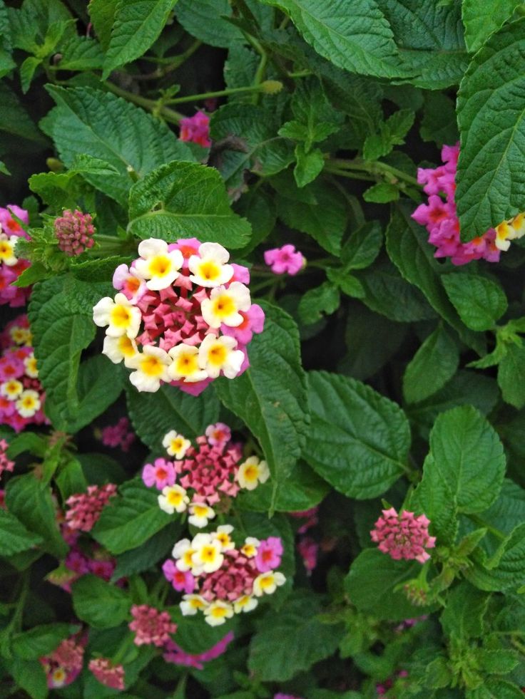 small white and pink flowers surrounded by green leaves