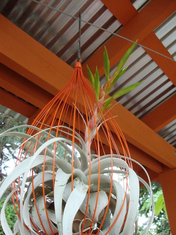 9 Most Innovative Air Plant Display Ideas In 2024