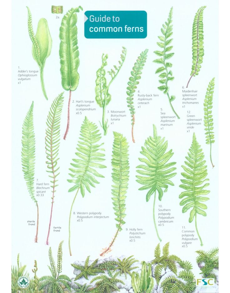 Guide to Common Ferns | Ferns garden, Ferns, Plants