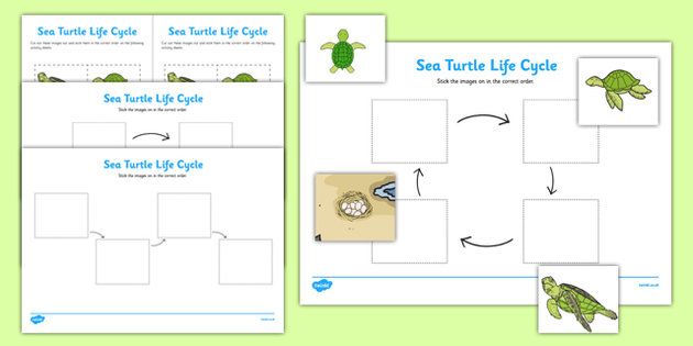 the sea turtle life cycle worksheet is shown in three different styles ...