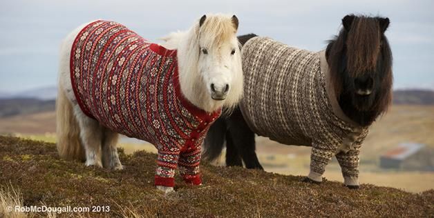 two horses wearing sweaters on top of a hill