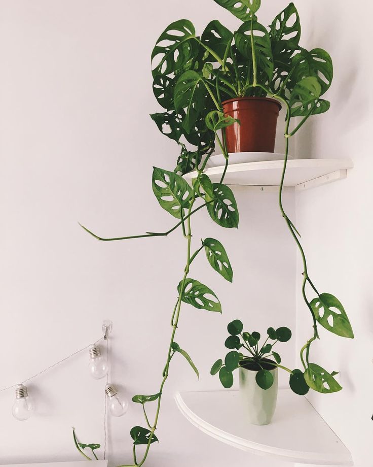 a potted plant sitting on top of a white shelf