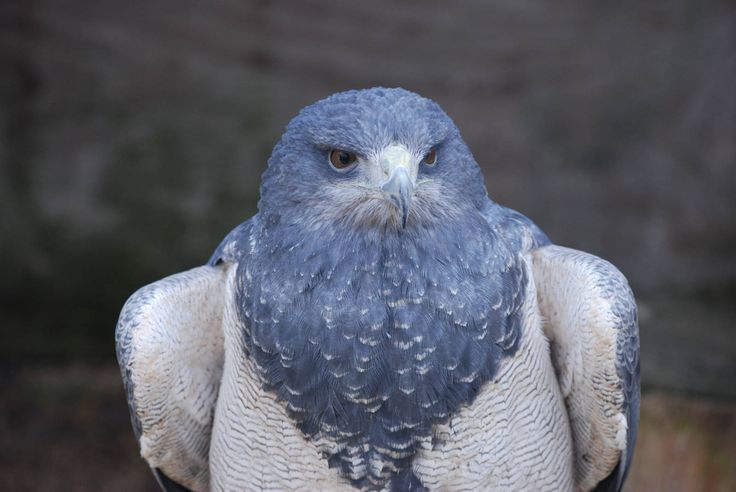 a close up of a bird of prey