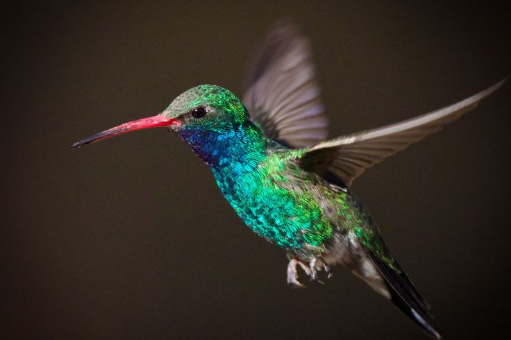 a colorful hummingbird flying through the air