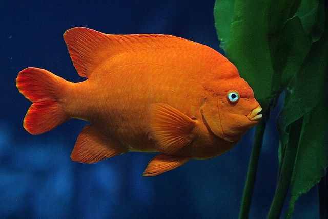 an orange fish with blue eyes is swimming in the water next to green plants and leaves