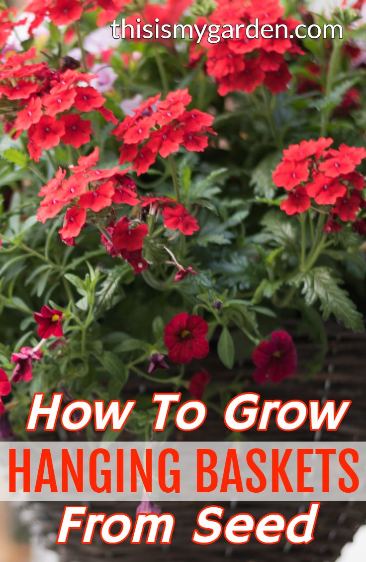 red flowers in a basket with text overlay how to grow hanging baskets from seed