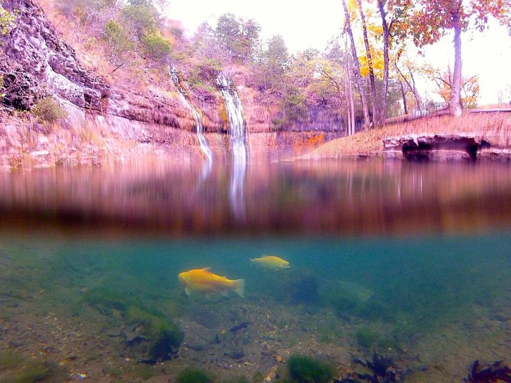 two fish swimming in the water near a waterfall