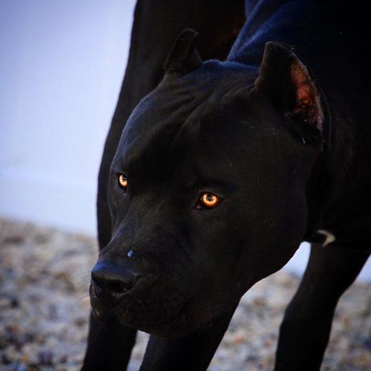 a close up of a dog on a rocky ground with it's head turned to the side