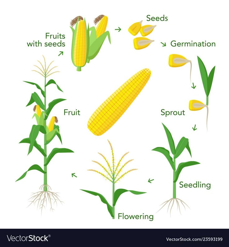 corn on the cob and its parts