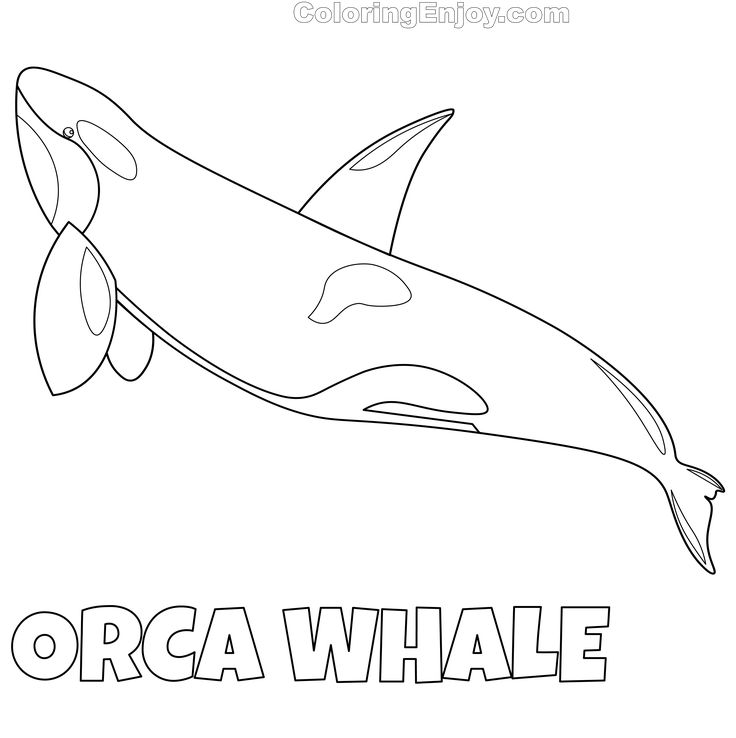 an orca whale swimming in the ocean coloring page