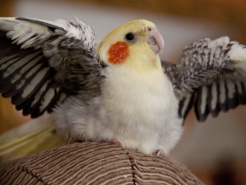 a yellow and white bird with it's wings spread open on top of a hat