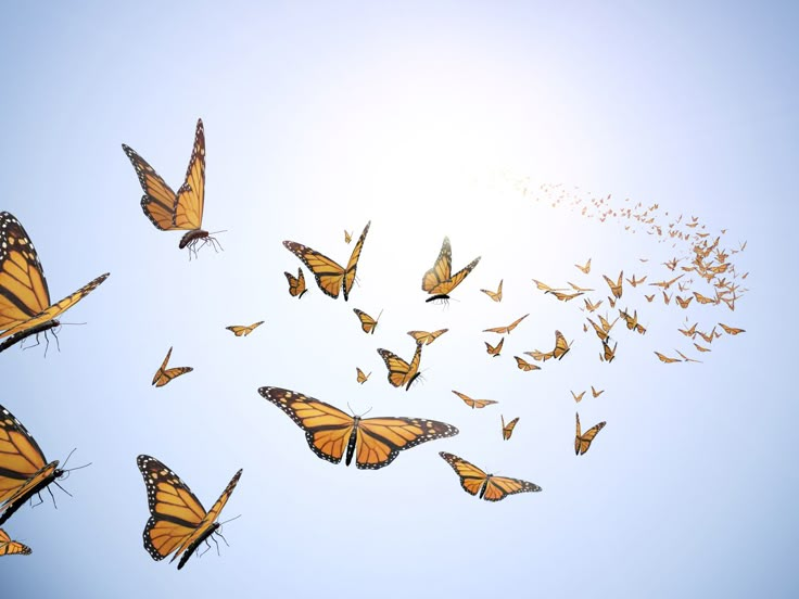 a group of yellow butterflies flying in the air with sun shining on them's back