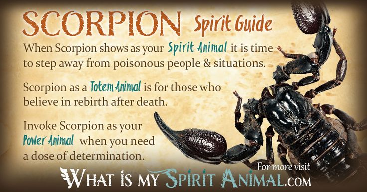 the scorpion spirit guide with an image of two scorpions