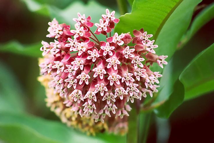 a close up of a flower on a plant