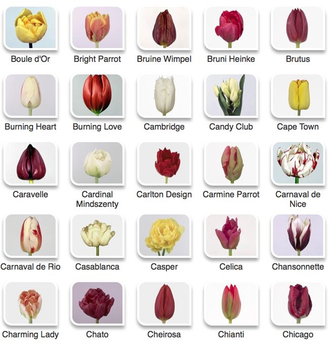 different types of tulips are shown in this image, with the names below them