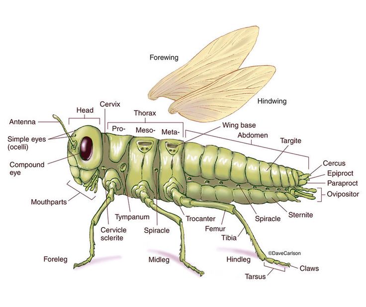 a diagram of the parts of a grasshopper insect, including its name and description