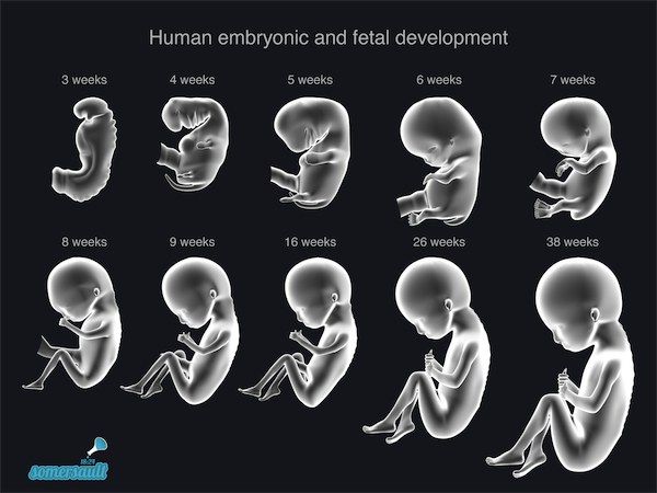 Human embryonic and fetal development A collection of high quality and high resolution illustrations and HD videos about the embryonic and fetal development of humans. https://gumroad.com/l/embryo Baby In Womb, 13 Weeks Pregnant, 5 Weeks Pregnant, Idee Babyshower, Pregnancy Info, Baby Kicking, Pregnancy Information, Fetal Development, Pumping Moms