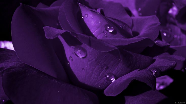 a purple rose with water droplets on it