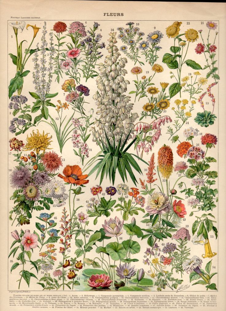 an illustration of various flowers and plants on a white background