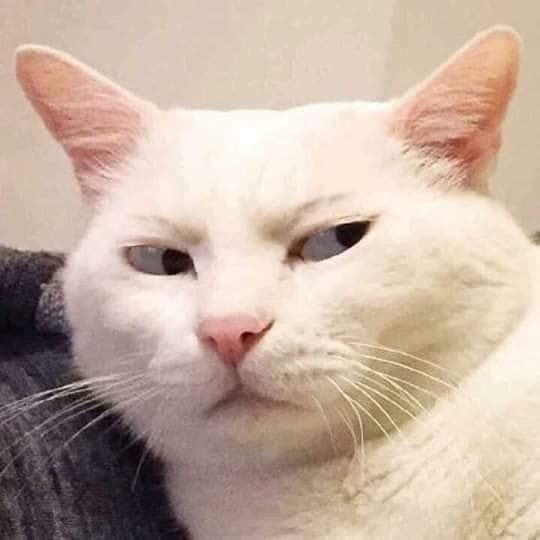 a white cat is sitting on someone's lap and looking at the camera while they both have their eyes closed