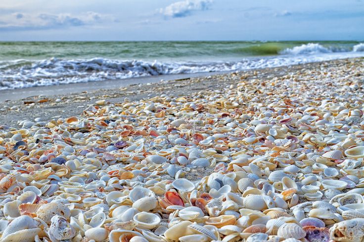 an image of seashells on the beach with captioning facebook post about amazing landscapes