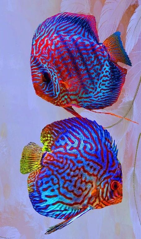 two blue and red fish sitting next to each other