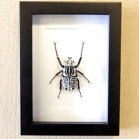 a zebra beetle mounted in a black frame