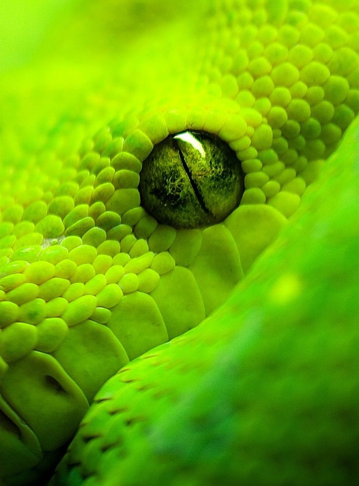 a green snake's eye is seen in the center of its body, with bright yellow and green colors