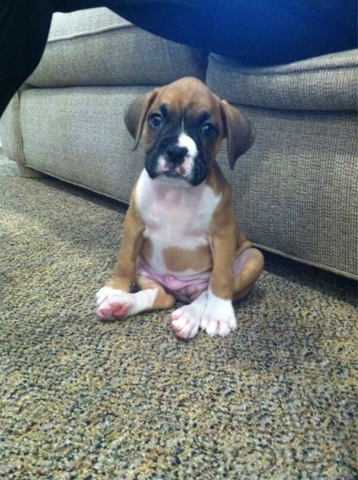 a small brown and white dog sitting on the floor