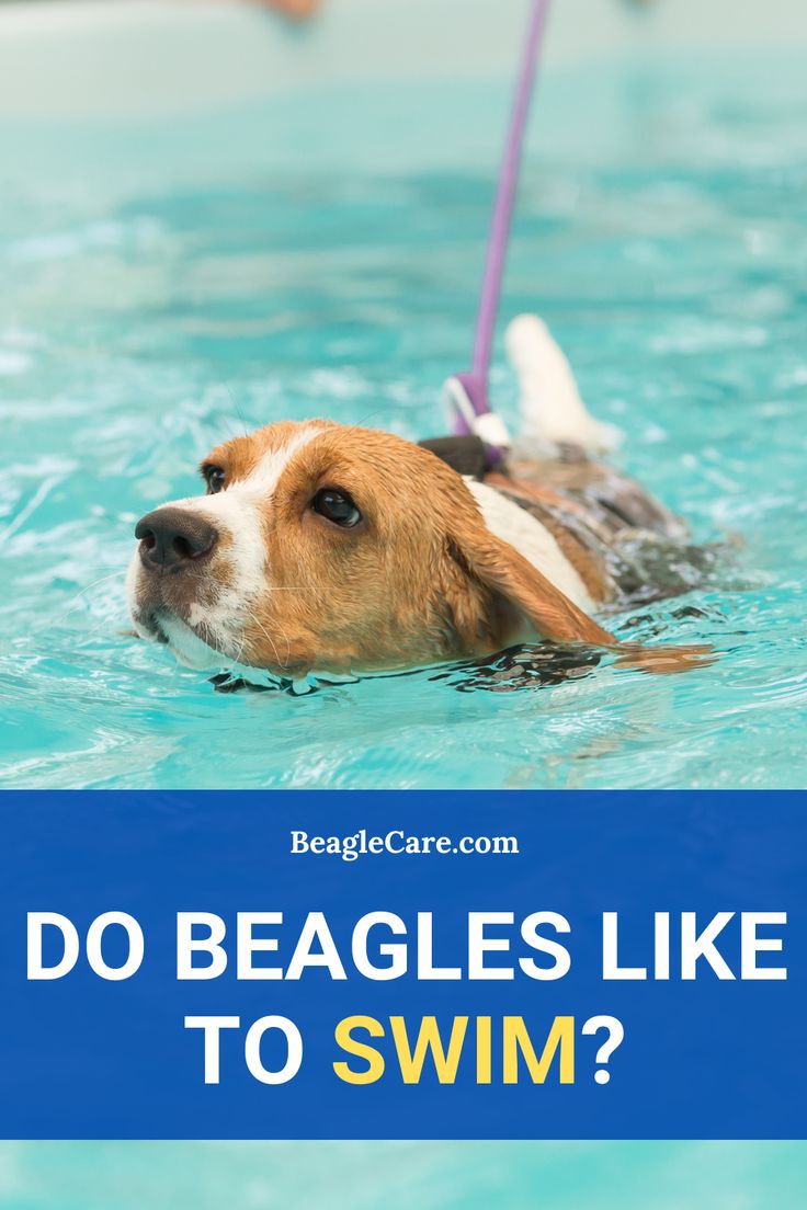 a brown and white dog swimming in a pool with the words do beagles like to swim?