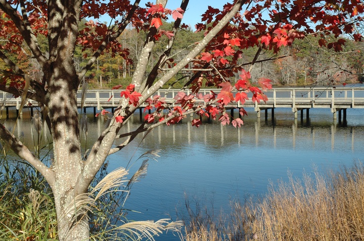 a bridge over a body of water surrounded by tall grass and trees with red leaves