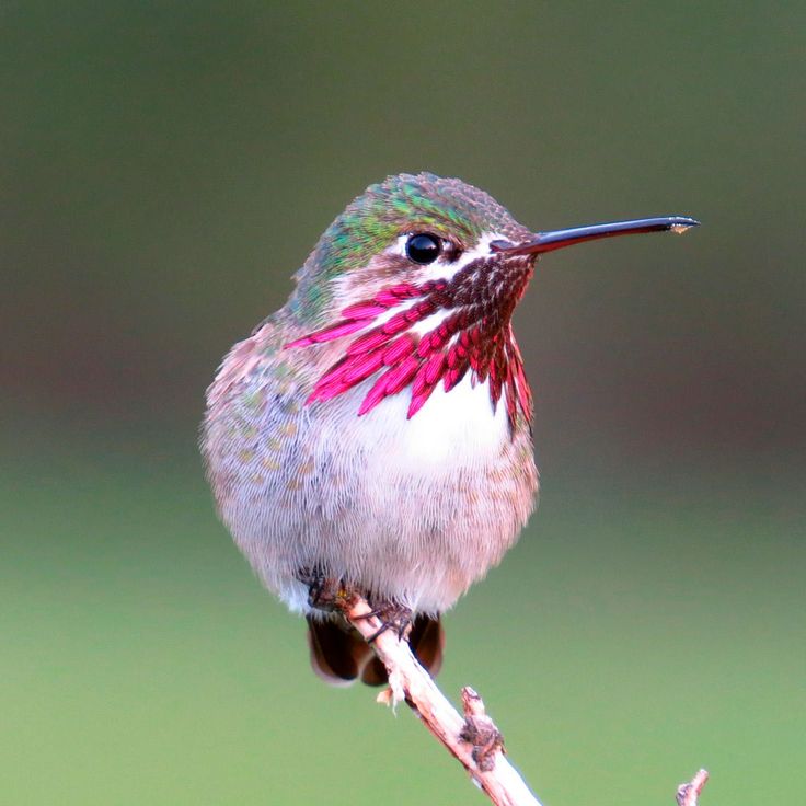 a hummingbird perched on a twig with red and green feathers in the background