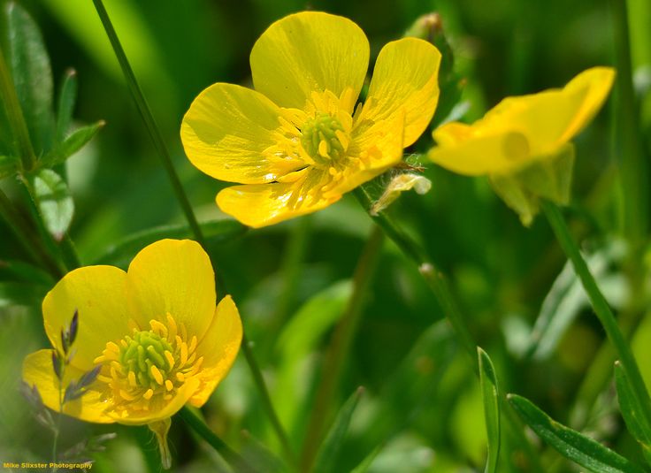 some yellow flowers are growing in the grass