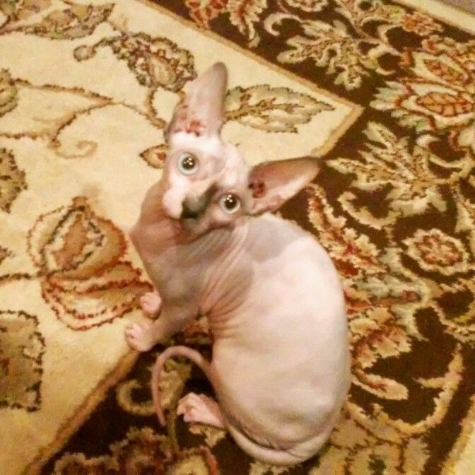 a hairless cat sitting on top of a rug