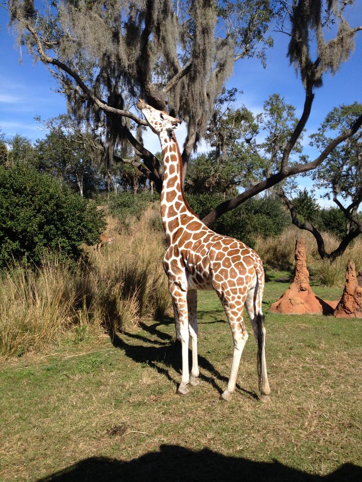 a giraffe standing next to a tree on top of a lush green field