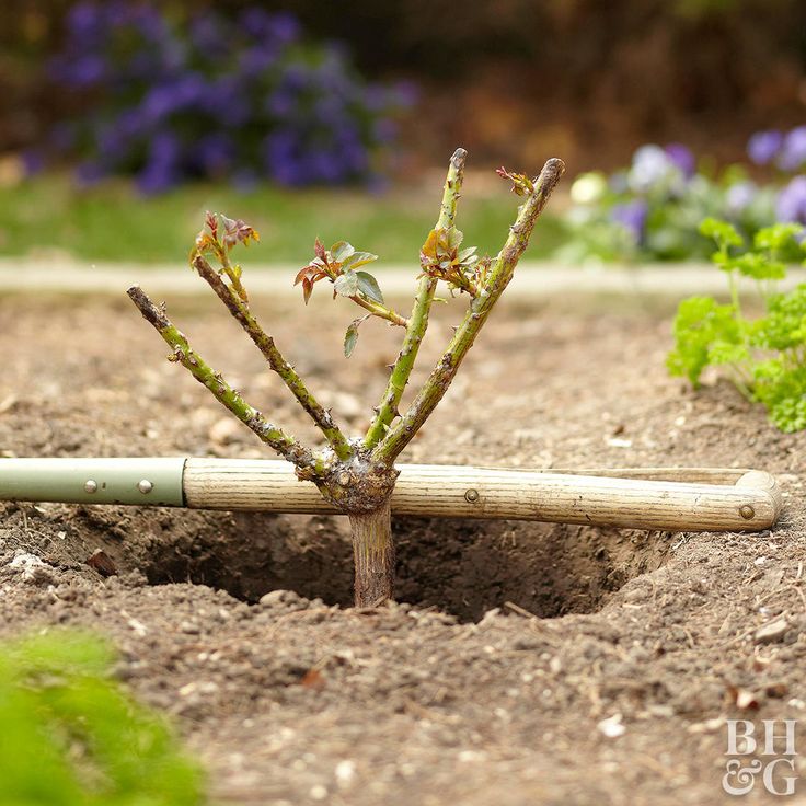 a small tree that is growing out of the ground with a bamboo stick sticking out of it