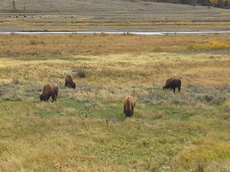 several bison graze in an open grassy field