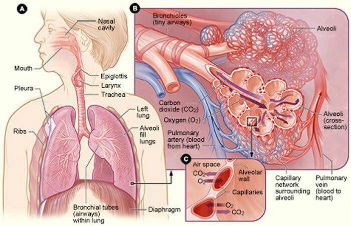 Pin by Leigh Hutcheson on Paramedic stuff | Respiratory system ...