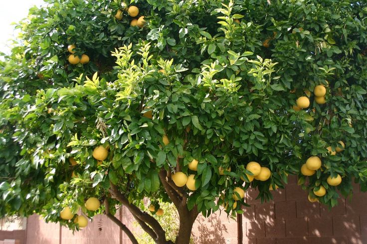 an orange tree with lots of fruit growing on it